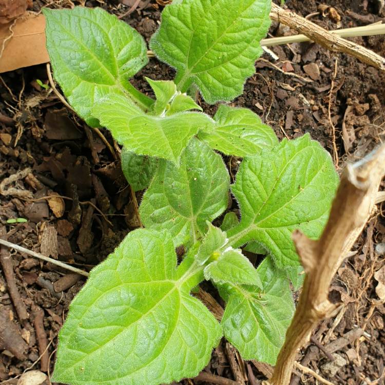 plant image 1687798