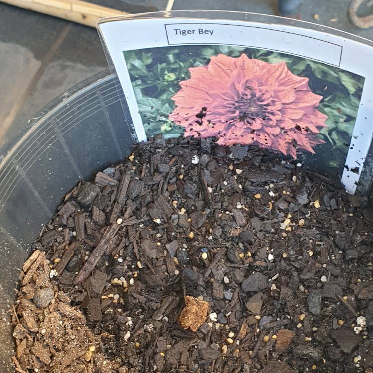 Plant image Dahlia 'Tiger Bey'