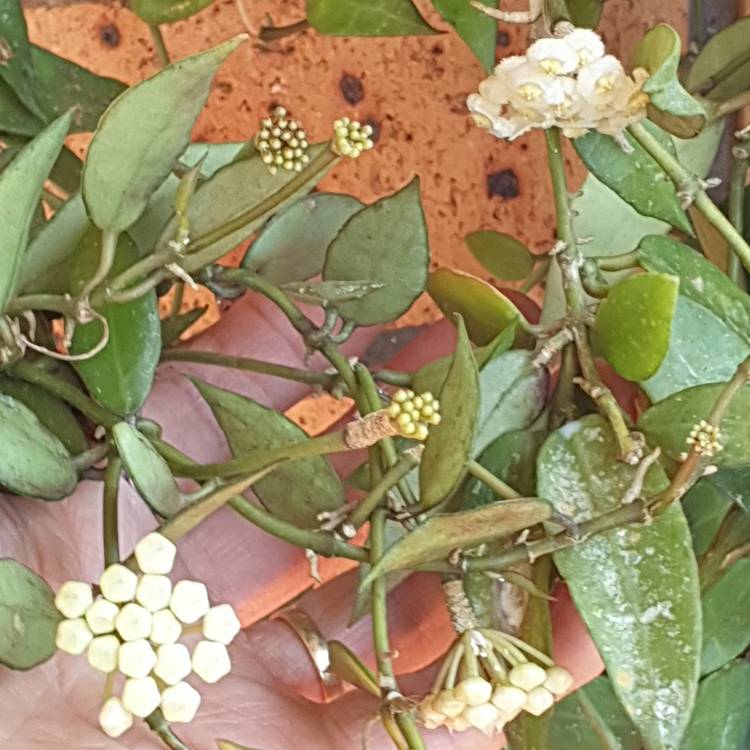 plant image 1688558 plant image 1688558