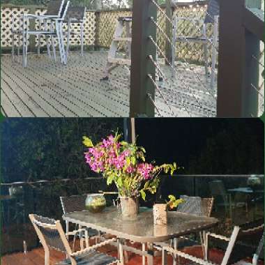 Roslyn's garden