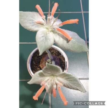 Brazilian Edelweiss