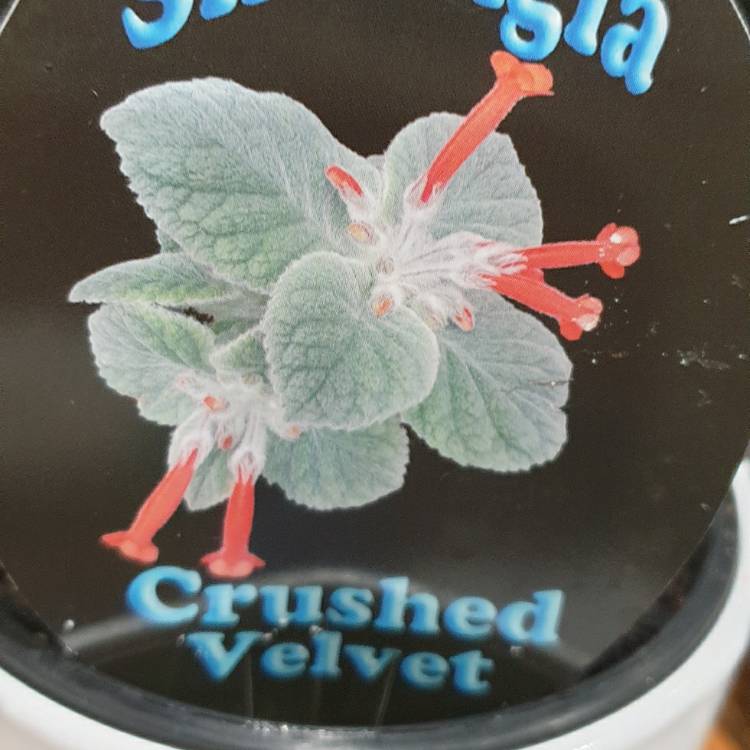 plant image 1689525