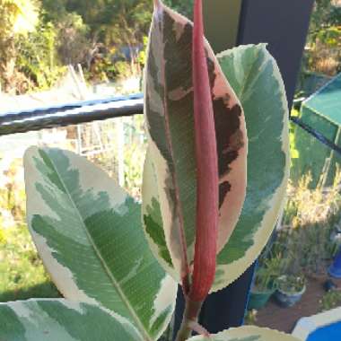 Rubber Tree 'Variegata'