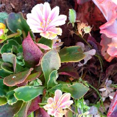 Lewisia-little fairies