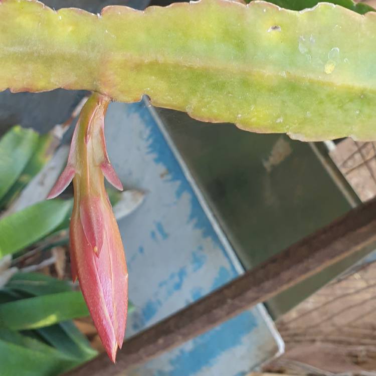 plant image 1689750