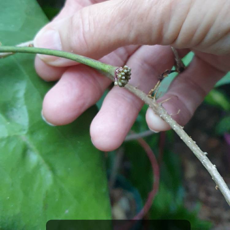 plant image 1689883 plant image 1689883