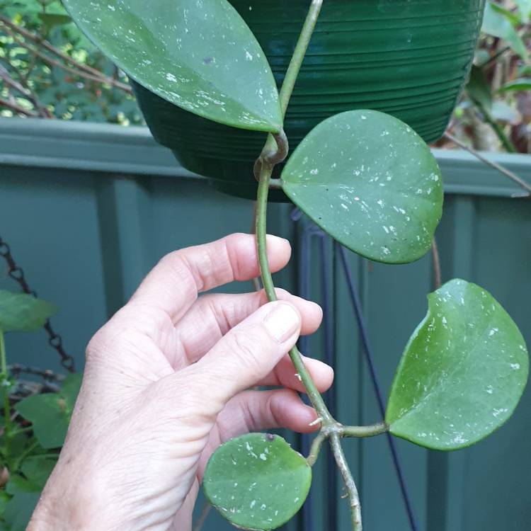 plant image 1689970 plant image 1689970