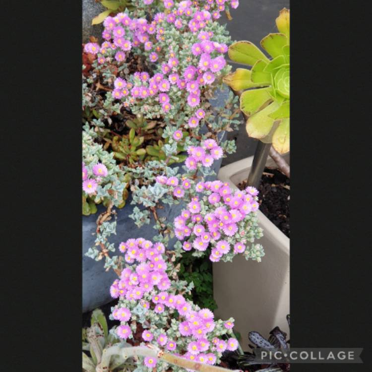 plant image 1690065 plant image 1690065