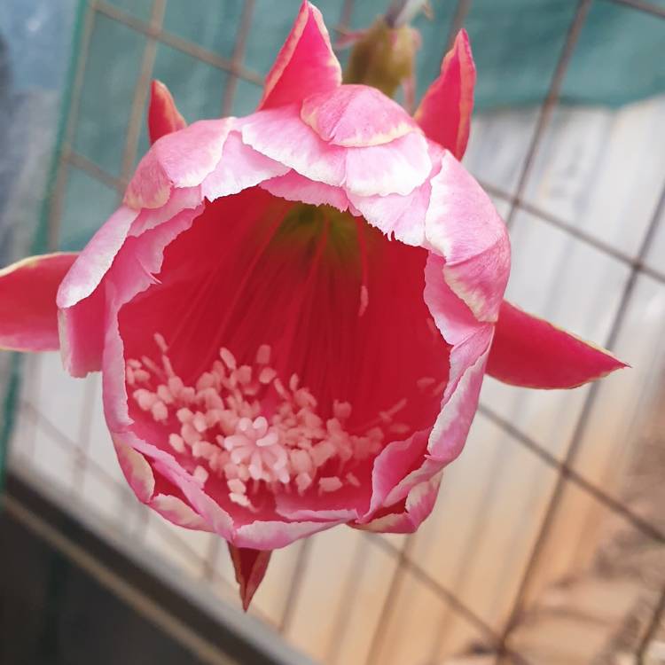 plant image 1690568