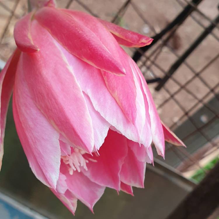 plant image 1690569