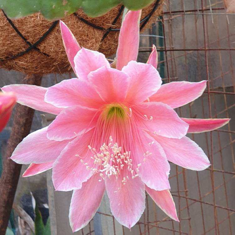 Plant image Epiphyllum sakurahme