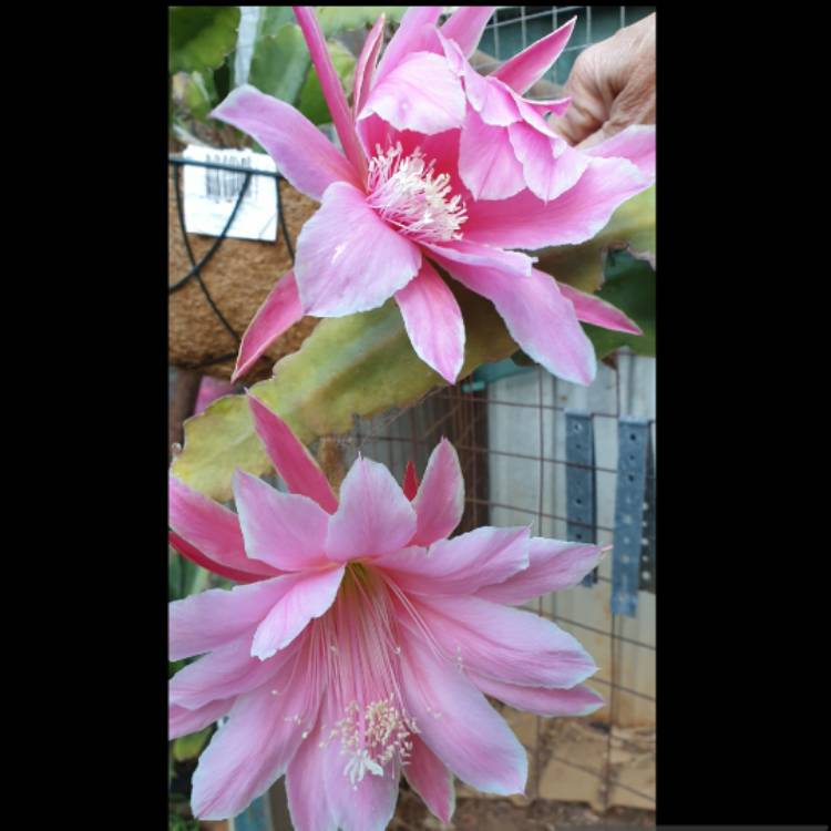 plant image 1690863