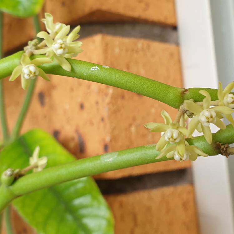 plant image 1692141