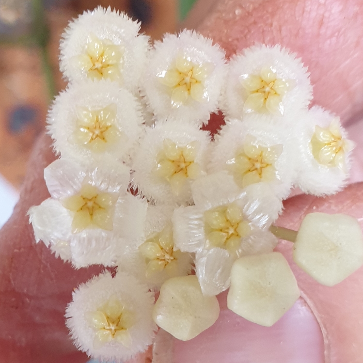 plant image 1692659 plant image 1692659
