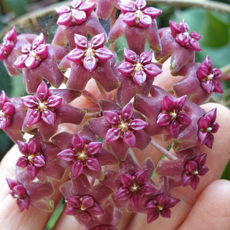 plant image 1692664 plant image 1692664