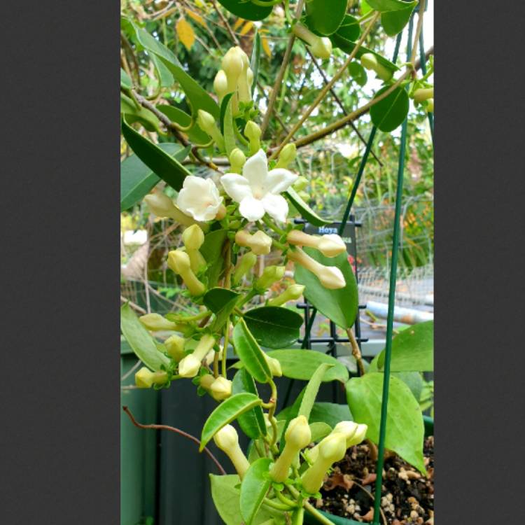 plant image 1694200 plant image 1694200
