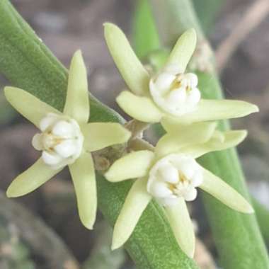 Cynanchum Viminale subsp. Stipitaceum