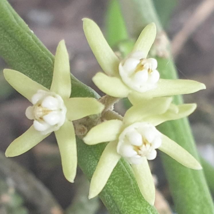 Plant image Cynanchum Viminale subsp. Stipitaceum