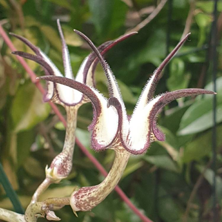 Plant image Ceropegia Stapeliiformis