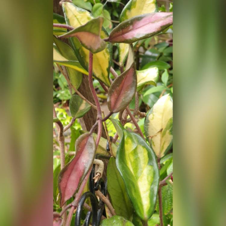 plant image 1695911