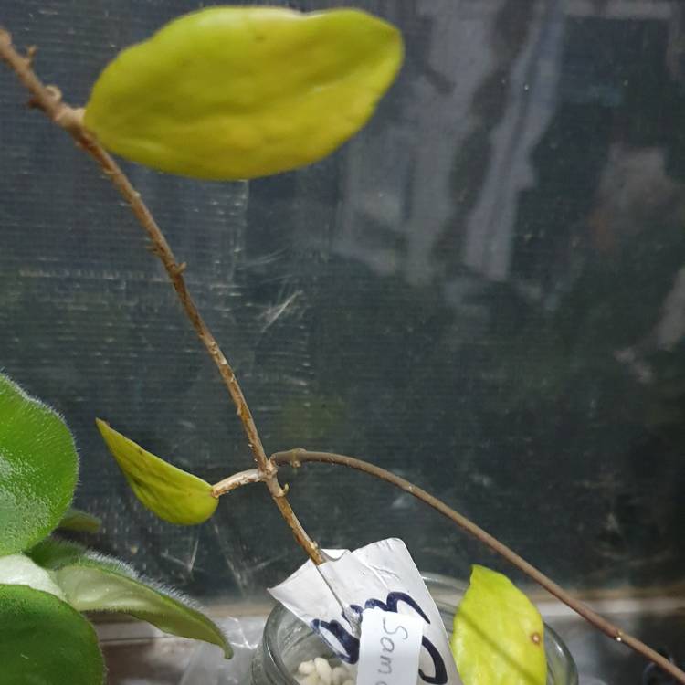 plant image 1696107