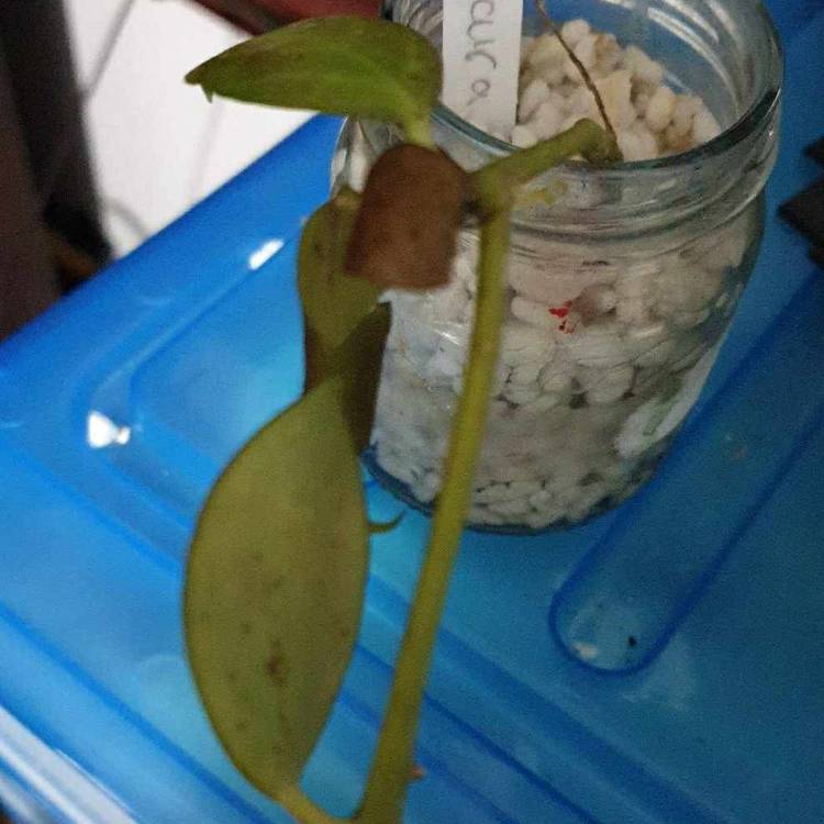 plant image 1696133