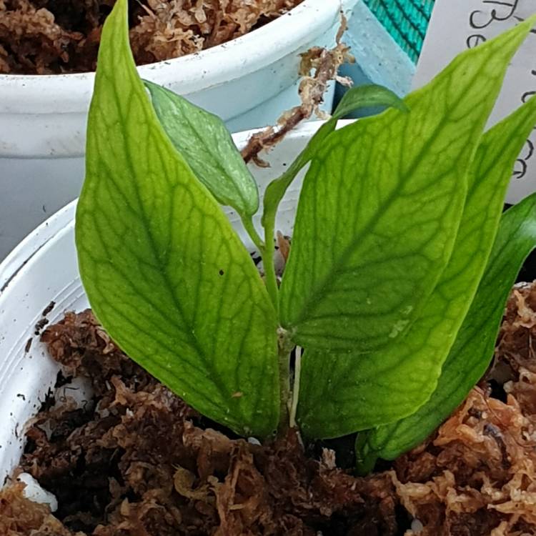 plant image 1697348