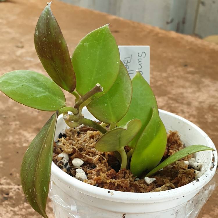 plant image 1697363 plant image 1697363