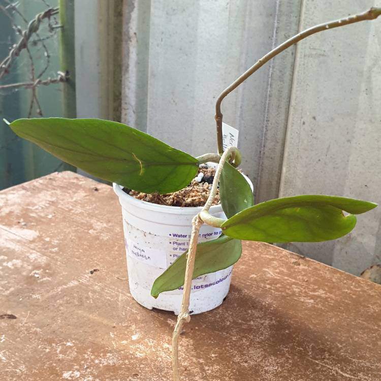 Plant image Hoya Nervosa