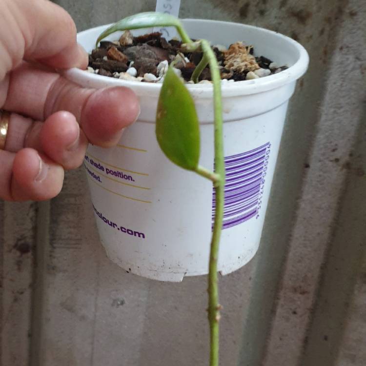 plant image 1697528