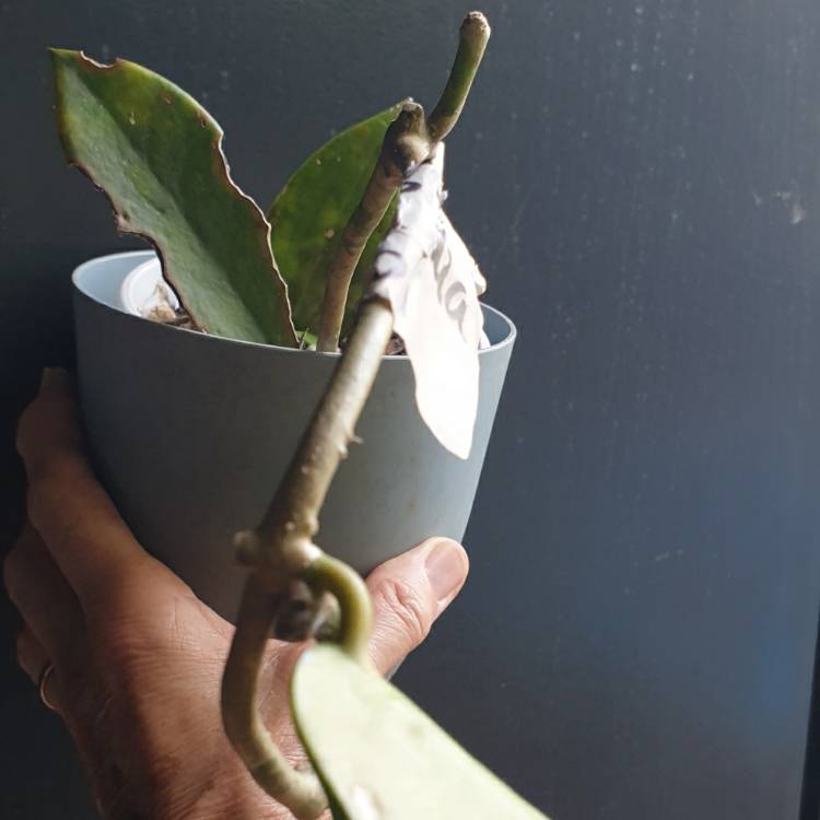 plant image 1697831