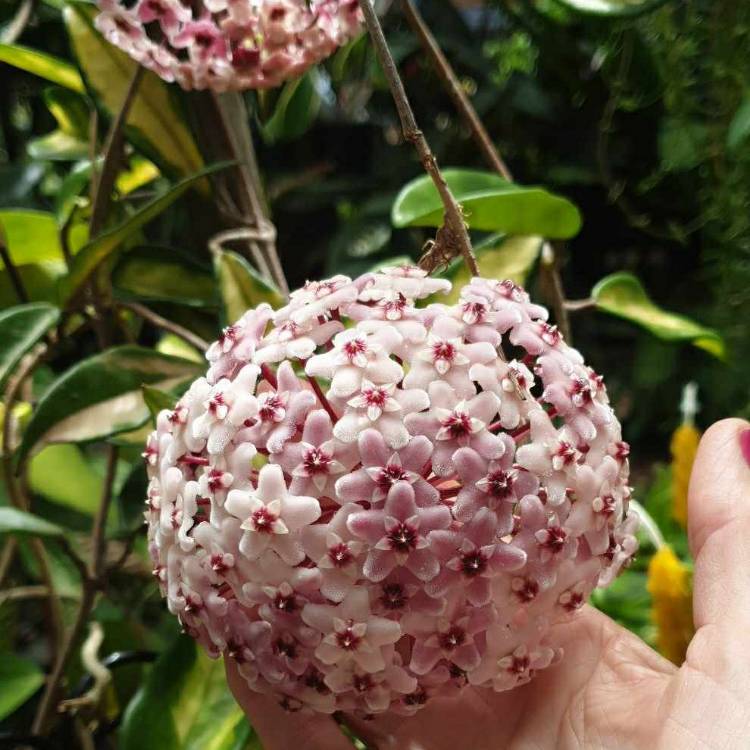 plant image 1699212