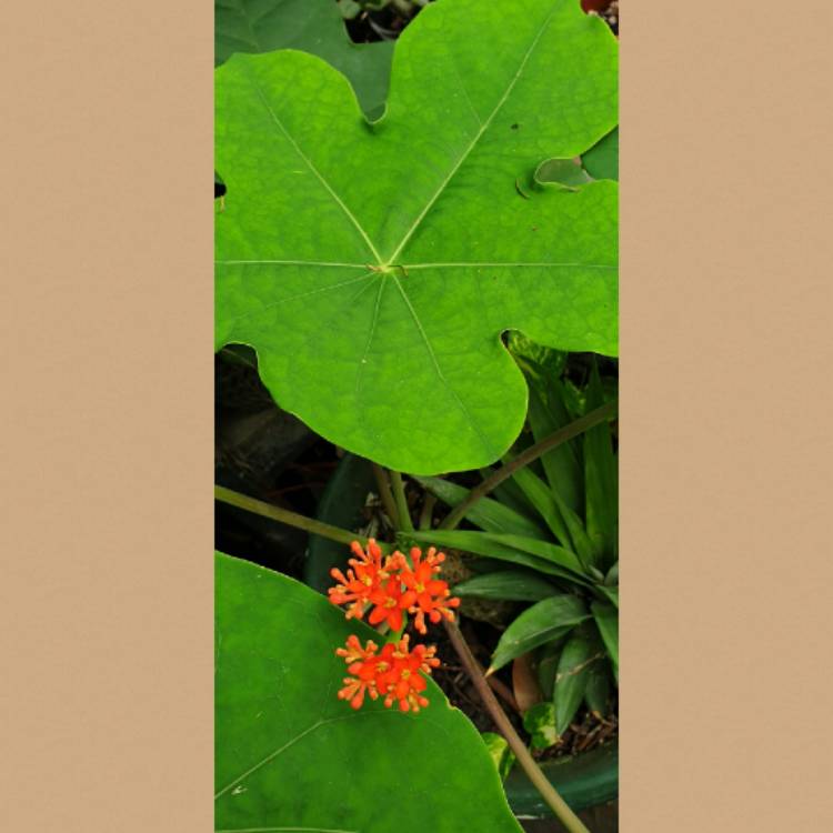 plant image 1700511 plant image 1700511