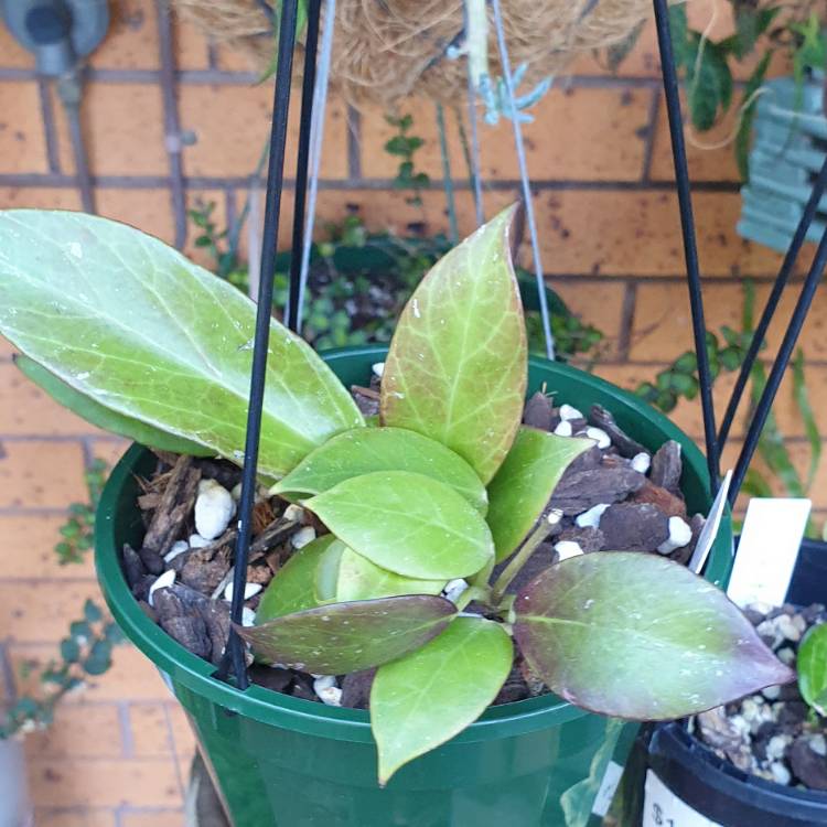 plant image 1700662 plant image 1700662