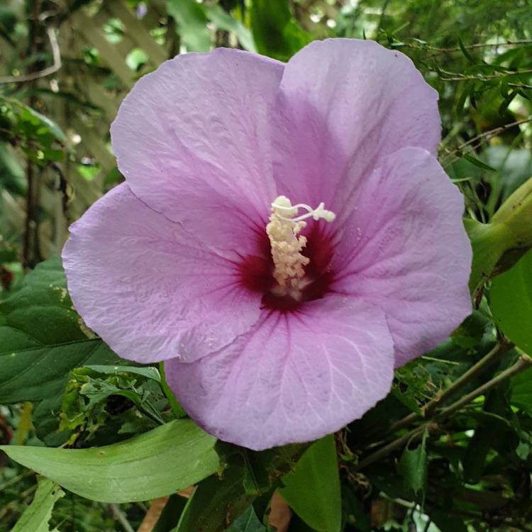 plant image 1700821 plant image 1700821