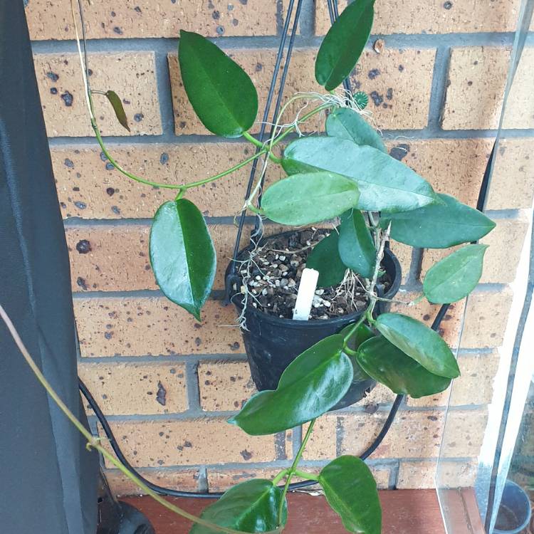 Plant image Hoya macgillivrayi 'Coen River'
