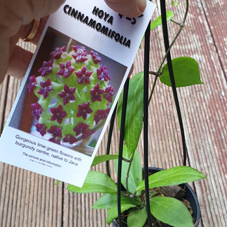 Plant image Hoya cinnamomifolia
