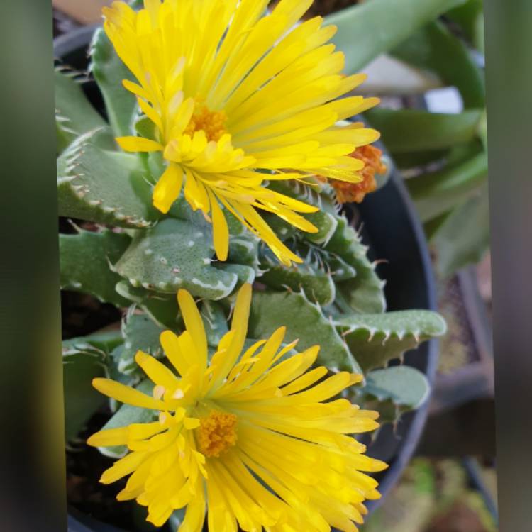 plant image 1703232 plant image 1703232