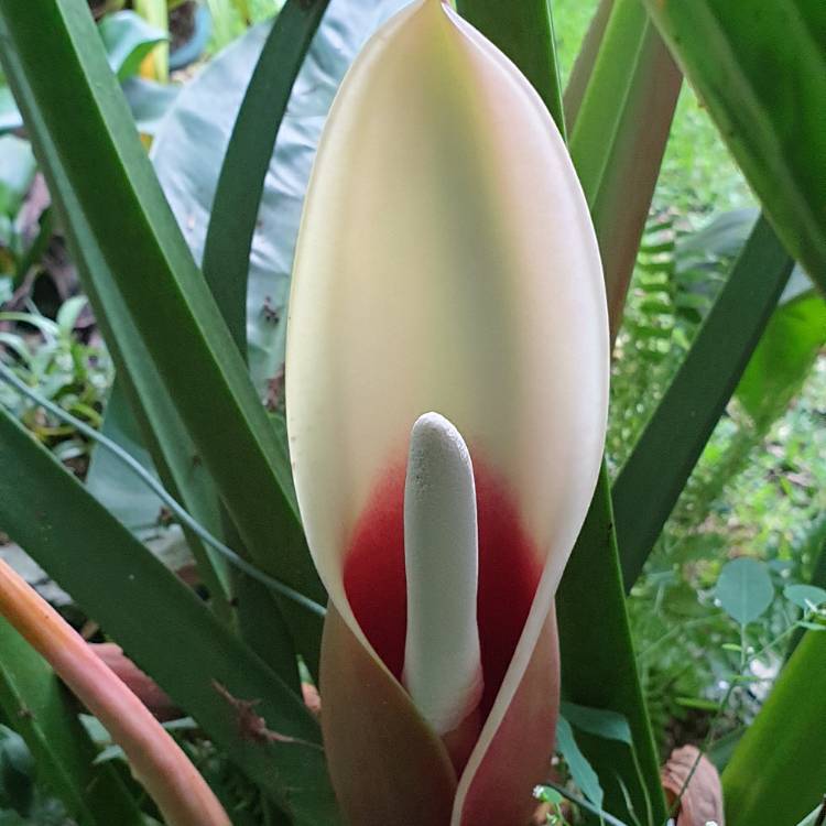 plant image 1704033 plant image 1704033