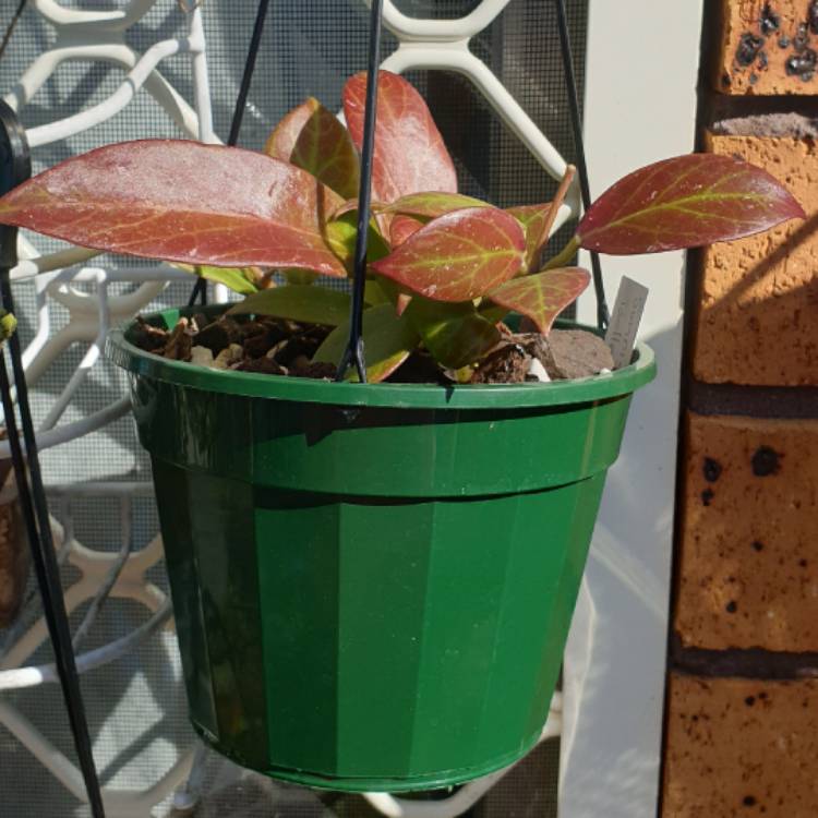 plant image 1704539 plant image 1704539