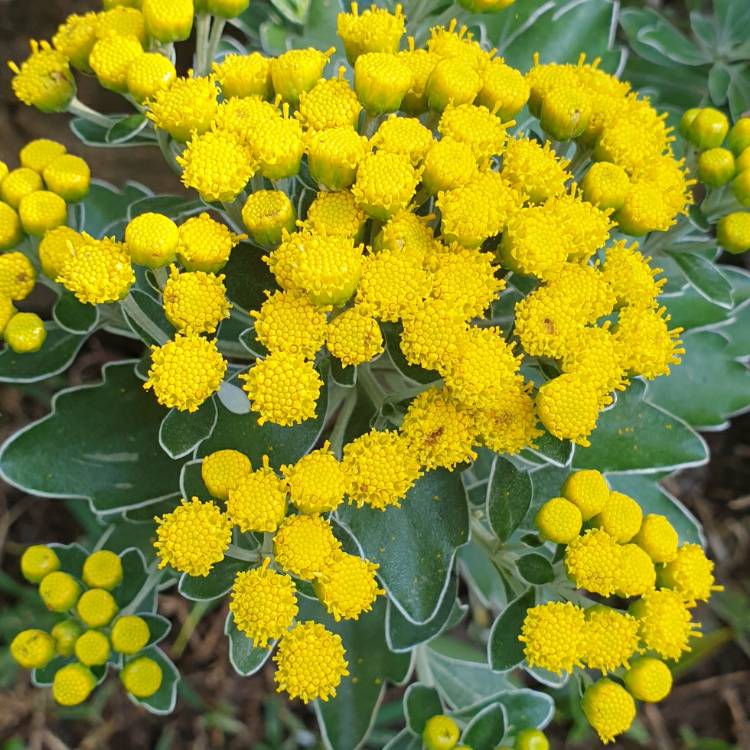 Plant image Ajania pacifica