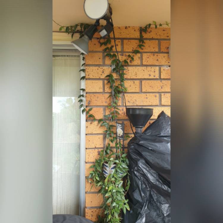 plant image 1708111 plant image 1708111