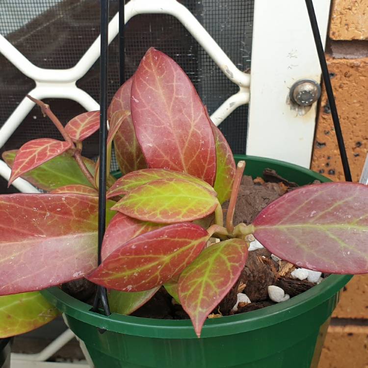 plant image 1708183 plant image 1708183
