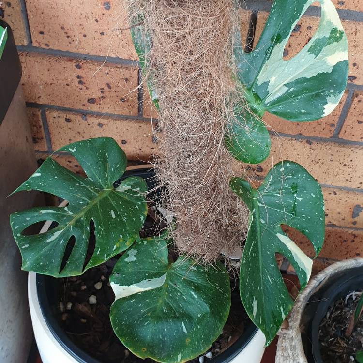Plant image Monstera deliciosa 'Thai Constellation'