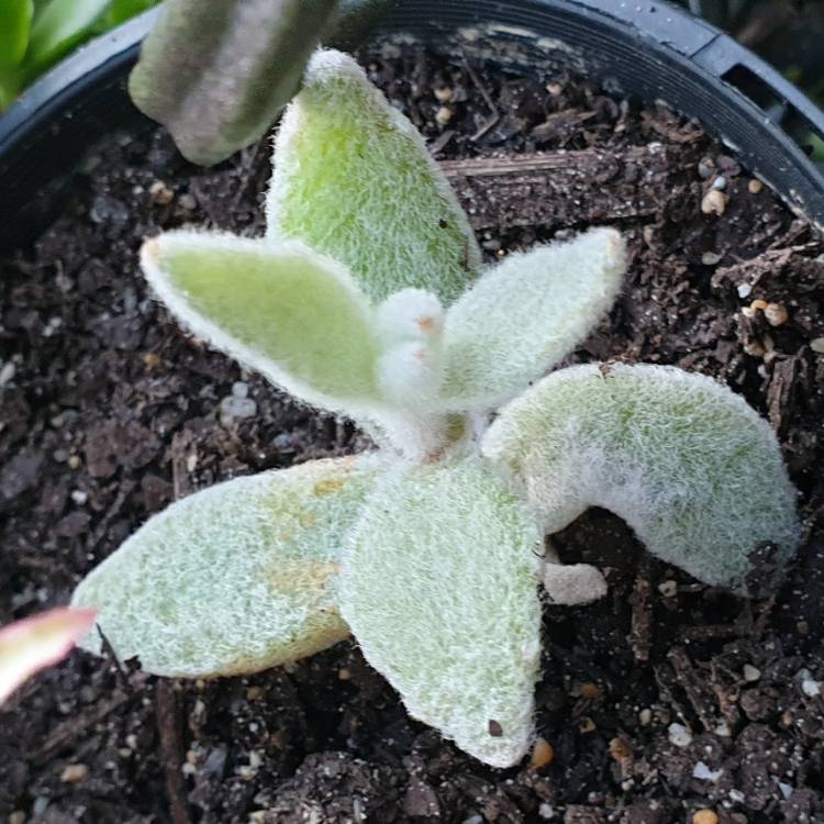 Plant image Kalanchoe eriophylla