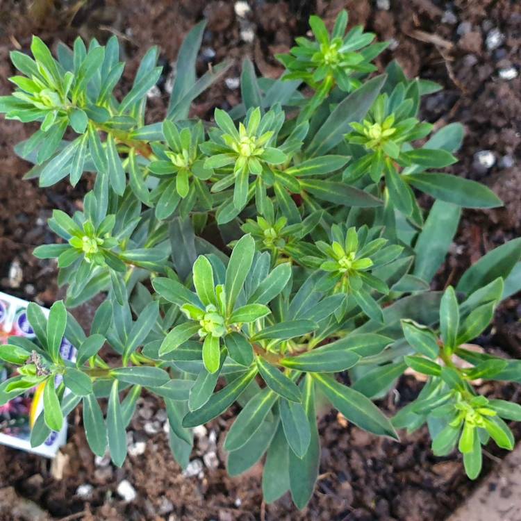 Plant image Euphorbia x martini 'Waleuphrud' syn. Euphorbia x martini 'Rudolph'