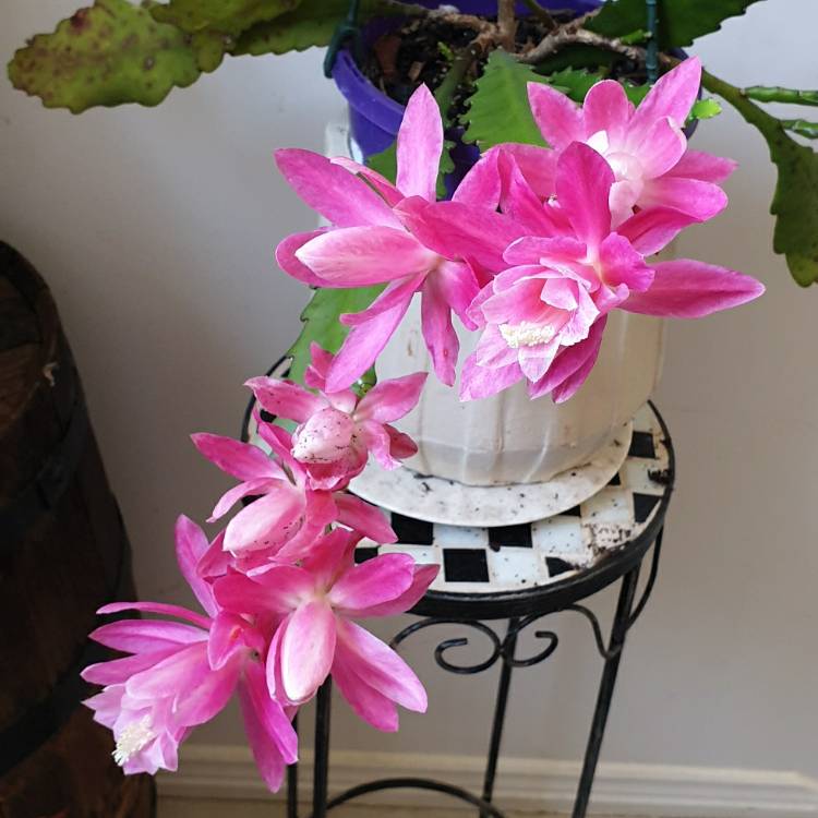 plant image 1726303 plant image 1726303