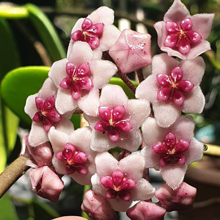 plant image 1727262 plant image 1727262