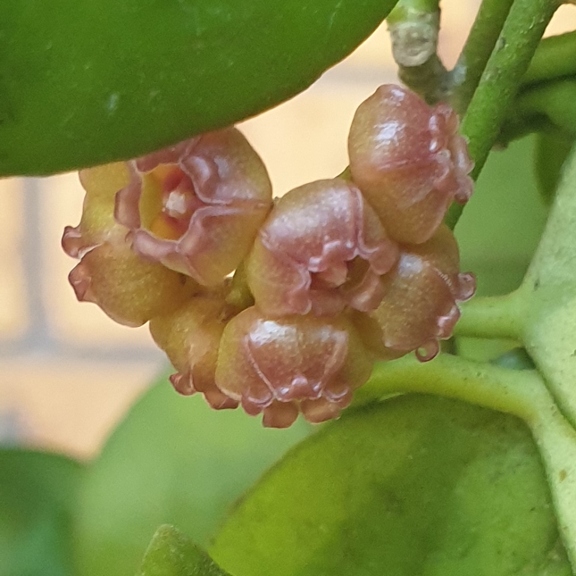 plant image 1727263 plant image 1727263