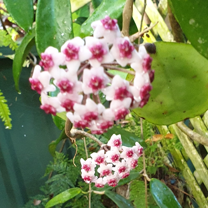 plant image 1727536 plant image 1727536